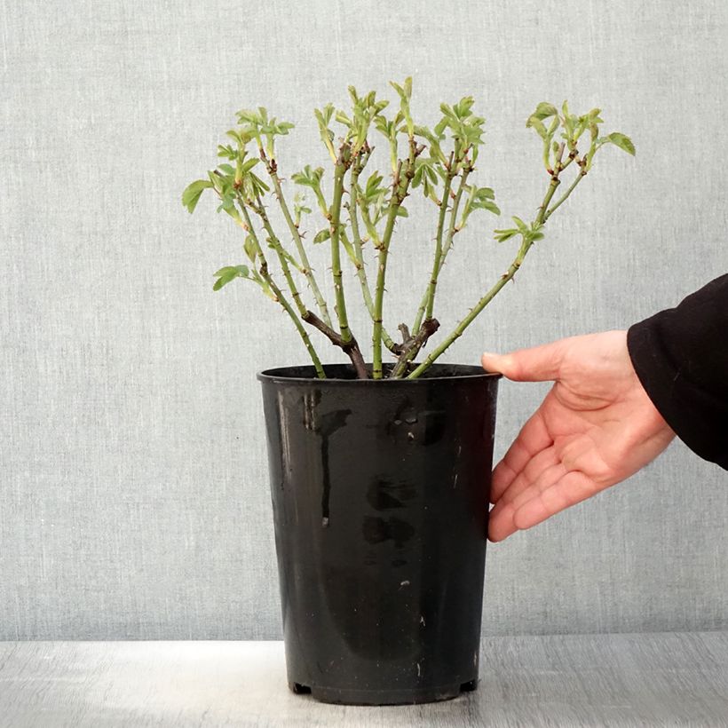 Example of Rosa alba Suaveolens - Historische Rose Topf mit 4L/5L as you get in printemps