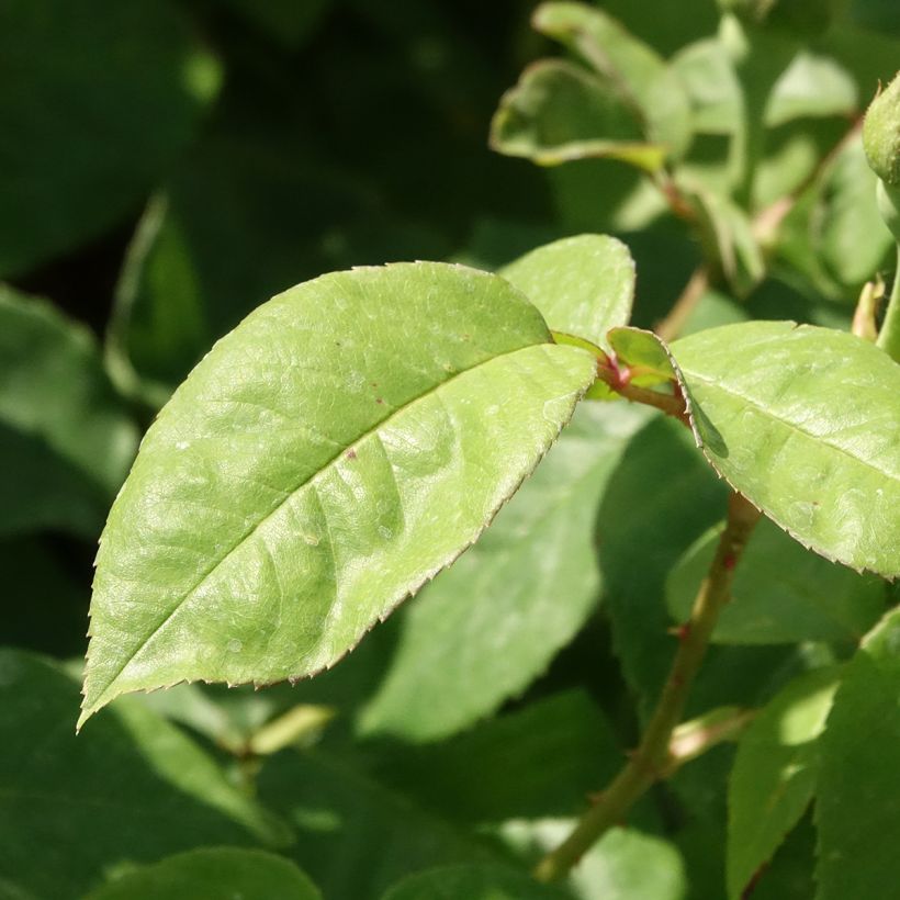 Rosa Baron Girod de l'Ain - Historische Rose (Laub)