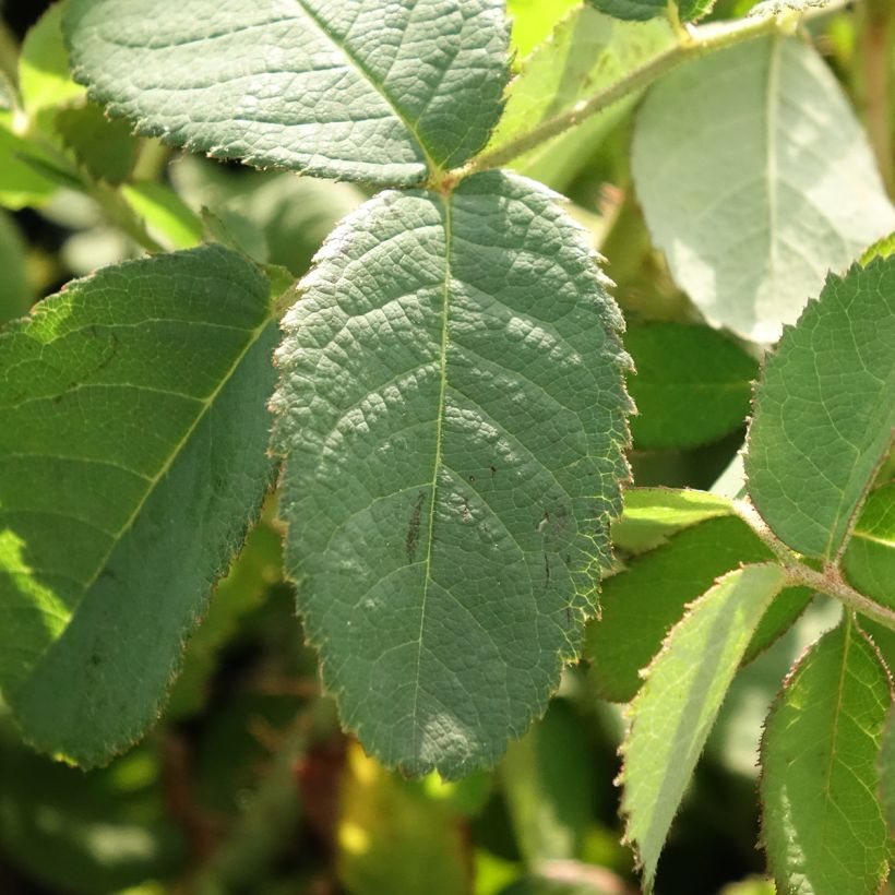 Rosa centifolia Muscosa - Moos Rosen (Foliage)