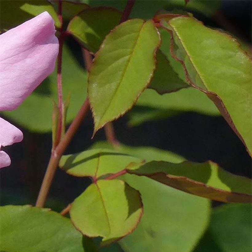 Rosa Dainty Bess - Historische Rose (Laub)