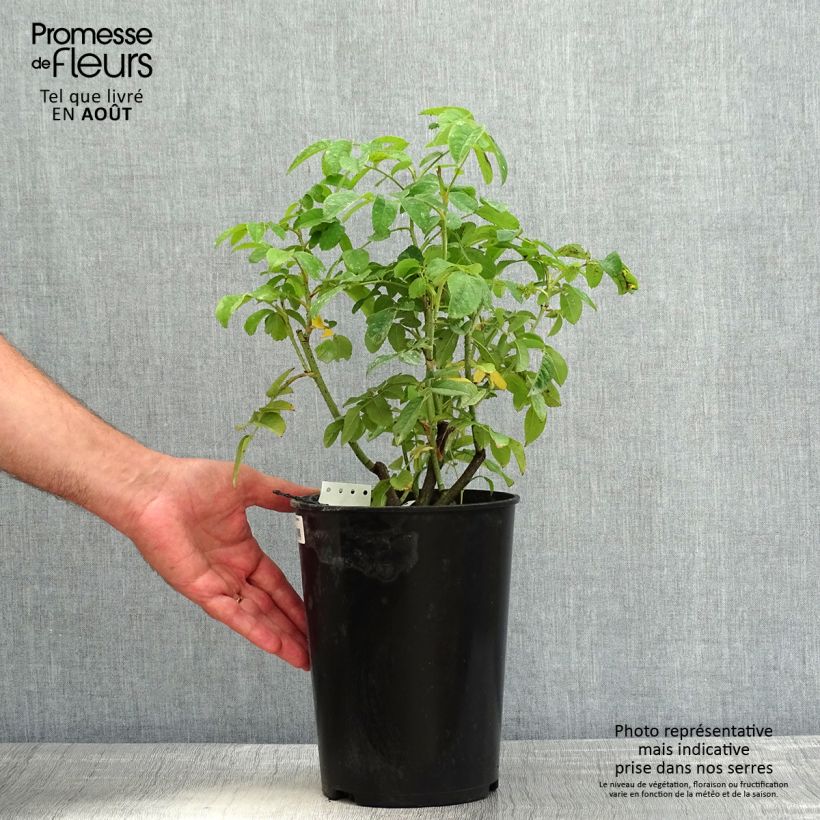 Exemplar von Rosa Ispahan - Damaszener-Rosen Topf mit 4L/5L wie im Sommer geliefert