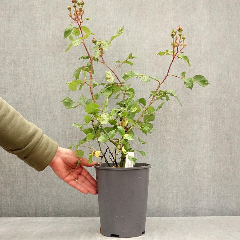Exemplar von Rosa Empereur du Maroc - Historische Rose Topf mit 4L/5L wie im Frühjahr geliefert