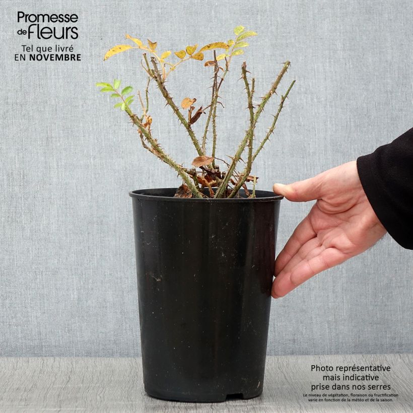 Exemplar von Rosa rugosa F.J Grootendorst - Apfelrose Topf mit 4L/5L wie im Herbst geliefert