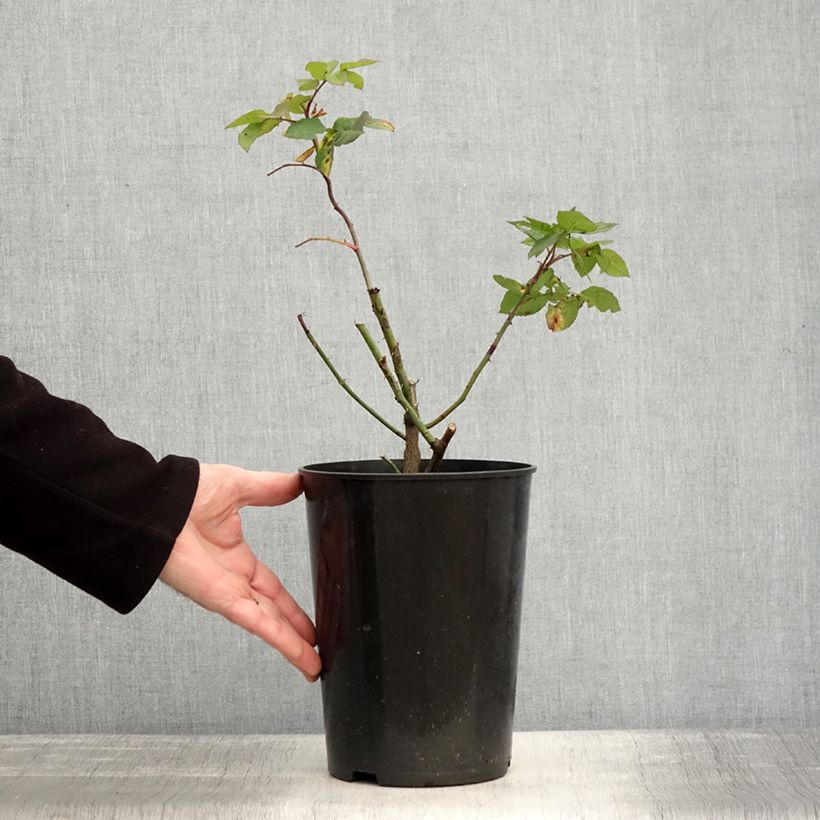 Exemplar von Rosier ancien Fantin Latour Pot de 4L/5L wie im Winter geliefert