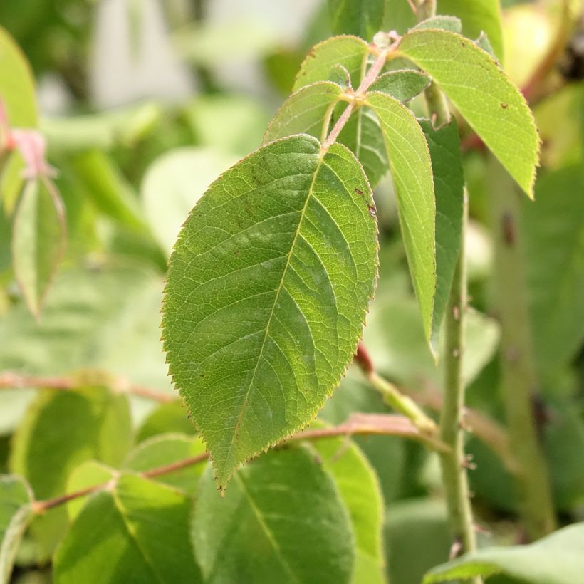Rosa centifolia Fantin Latour - Zentifolie Rose (Laub)
