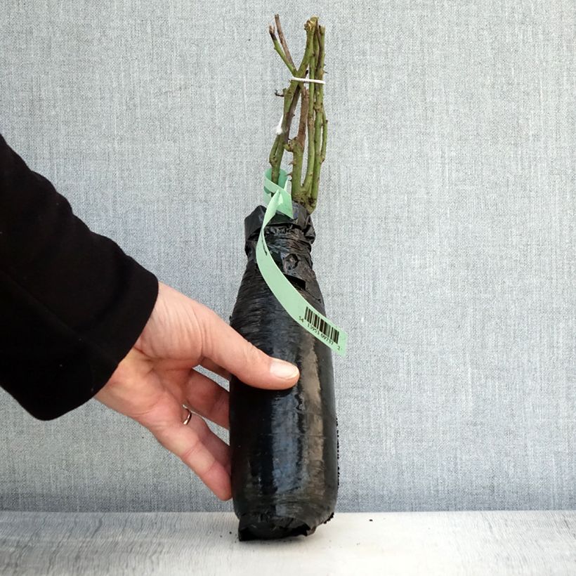 Exemplar von Rosa Fragrant old yellow - Historische Rose Wurzelnackt in Beutel wie im Winter geliefert