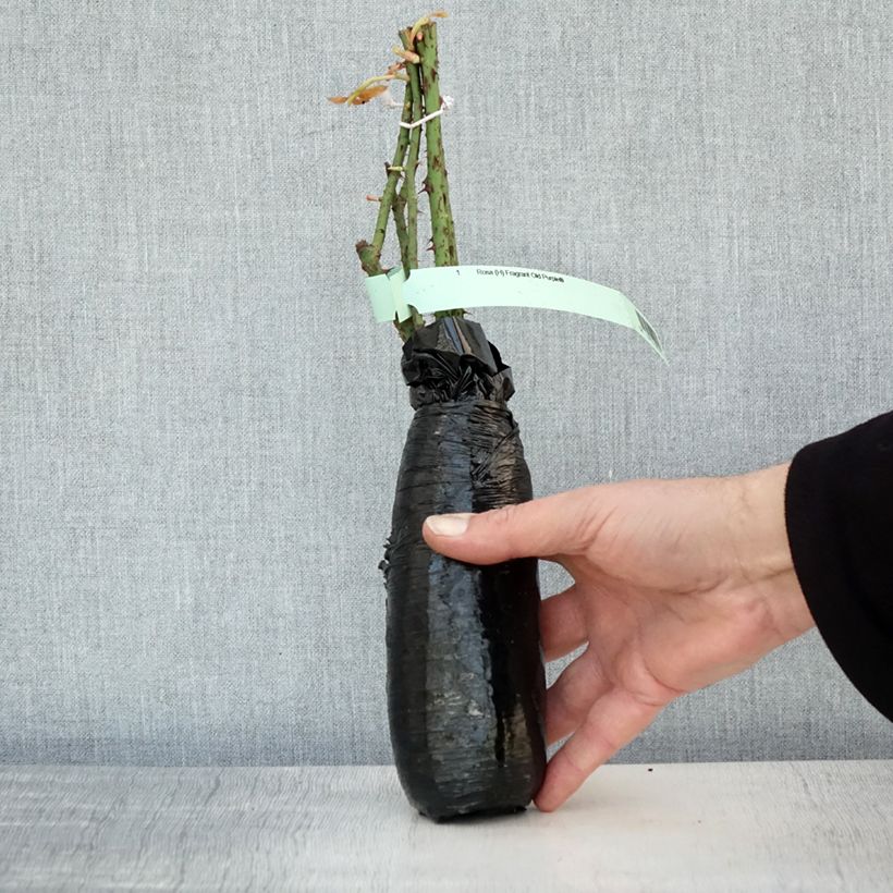 Exemplar von Rosa Fragrant Old purple - David Austin Rose - Englische Rose Wurzelnackt in Beutel wie im Winter geliefert