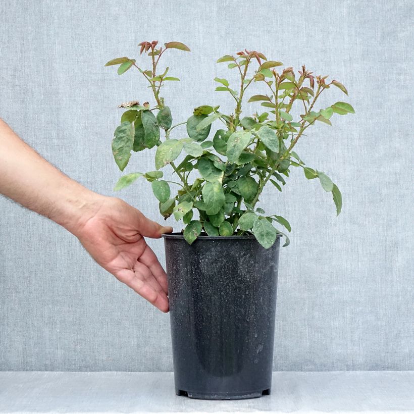 Exemplar von Rosa Fragrant old white - Historische Rose Topf mit 4L/5L wie im Sommer geliefert