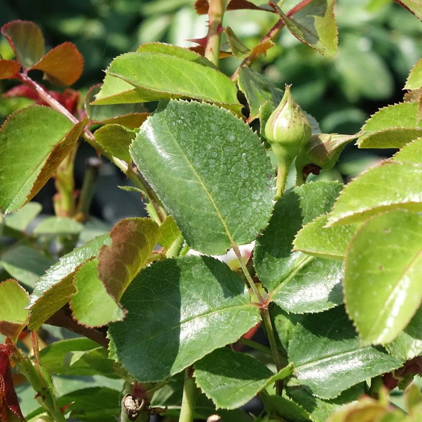 Rosa Fragrant old white - Historische Rose (Laub)