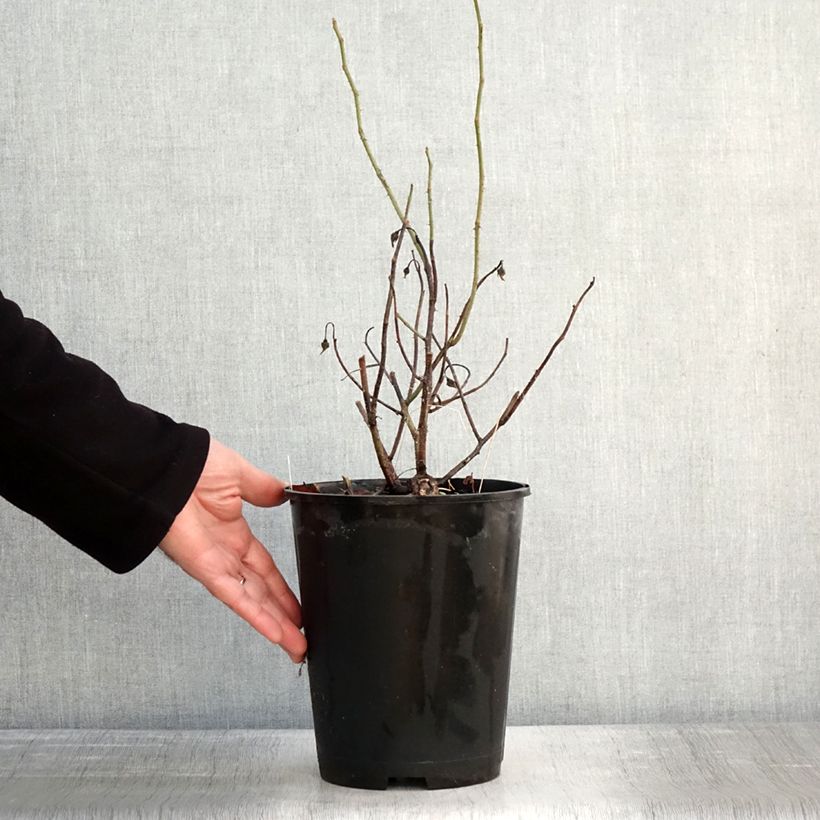 Example of Rosa gallica Officinalis - Essig-Rose Topf mit 4L/5L as you get in hiver