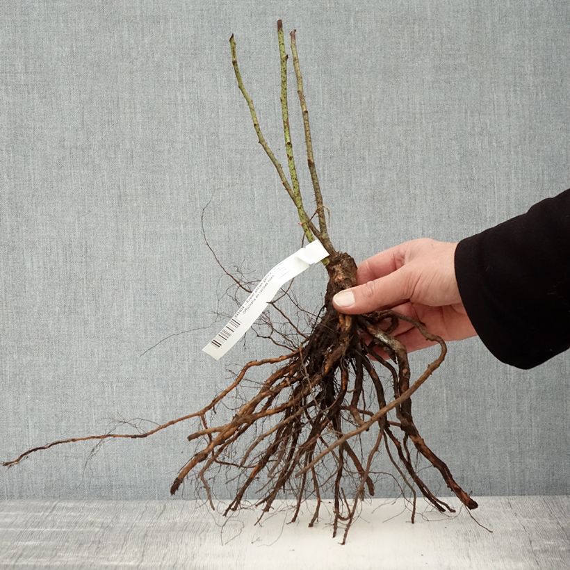 Example of Rosa gallica Officinalis - Essig-Rose Wurzelnackt as you get in hiver