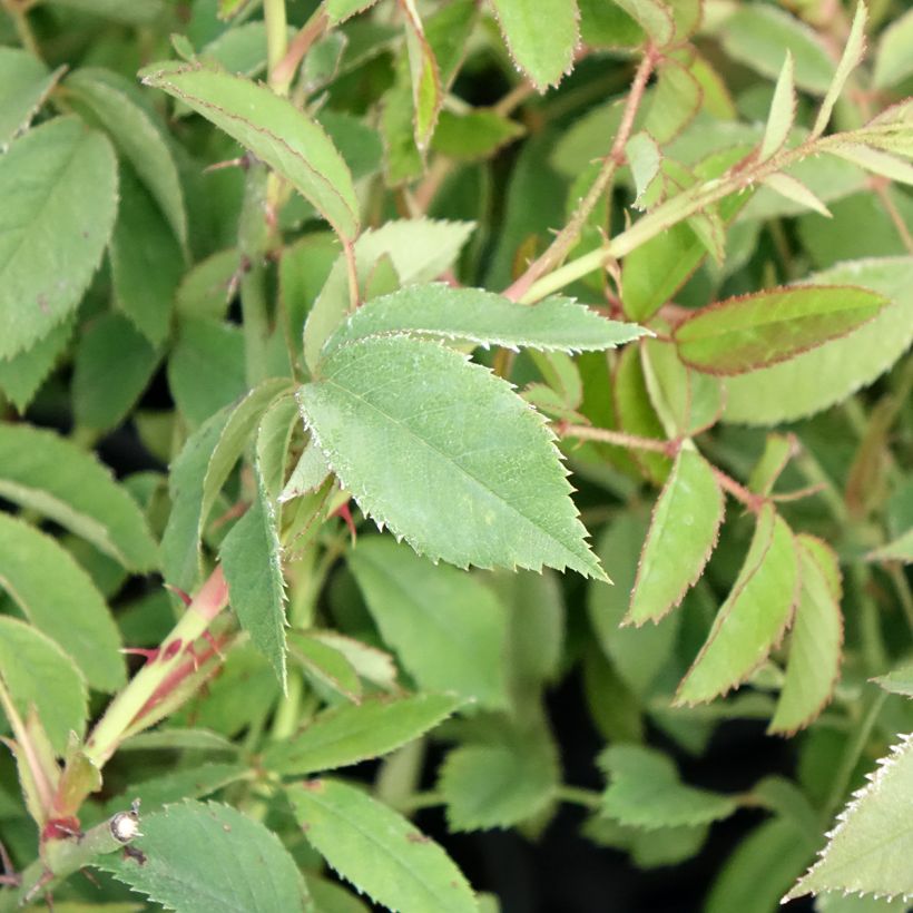 Rosa gallica - Essig-Rose (Foliage)