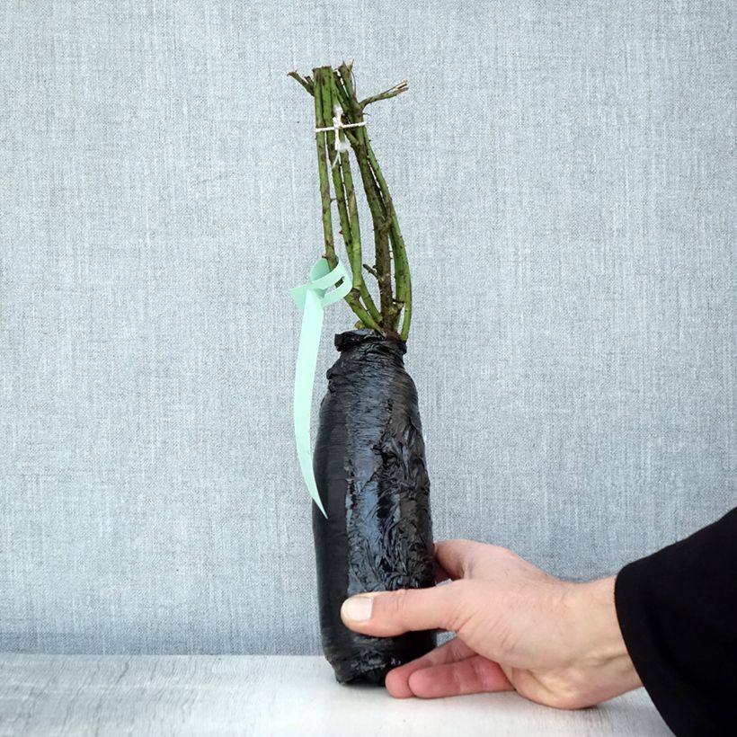 Example of Rosa gallica - Essig-Rose Wurzelnackt in Beutel as you get in hiver