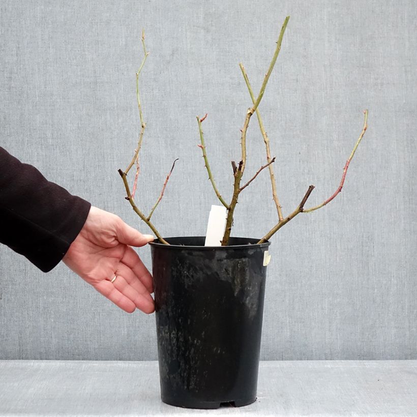 Example of Rosa gallica Gros Provins Panaché BIO - Essig-Rose Topf mit 4L/5L as you get in hiver