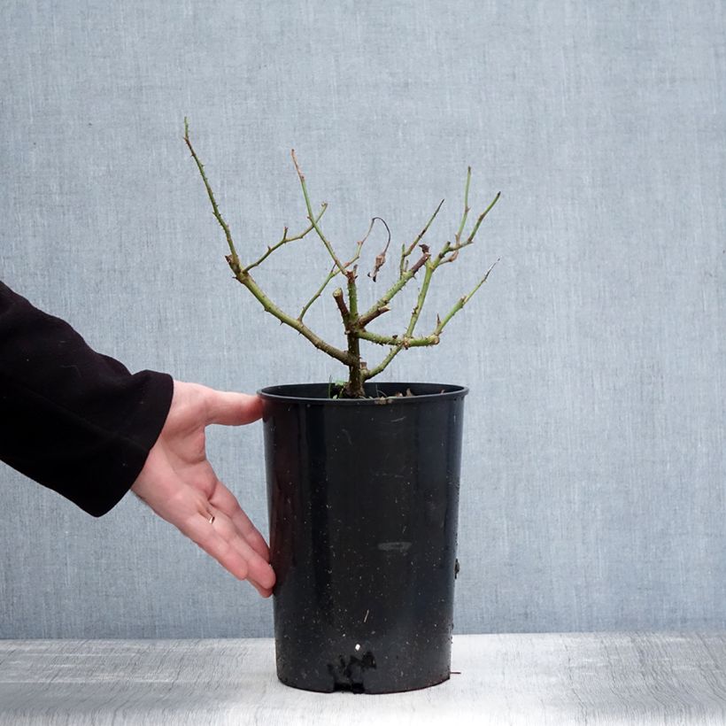 Exemplar von Rosier ancien Jacqueline du Pré Pot de 4L/5L wie im Winter geliefert