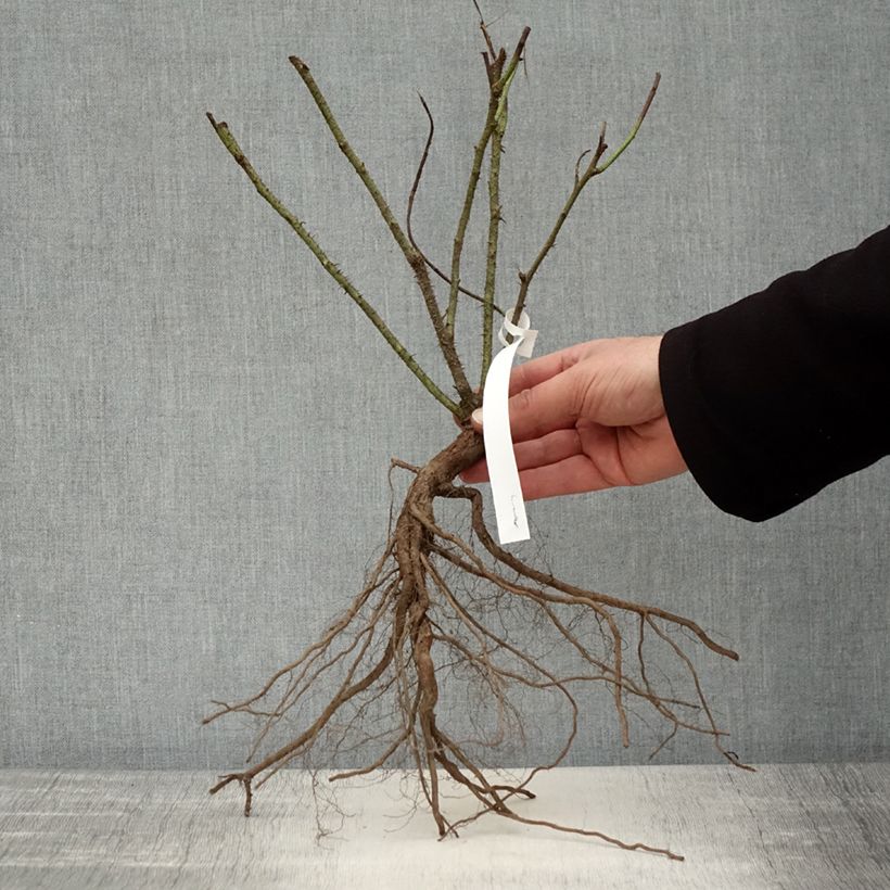 Example of Rosa Portland Jacques Cartier - Historische Rose Wurzelnackt as you get in hiver