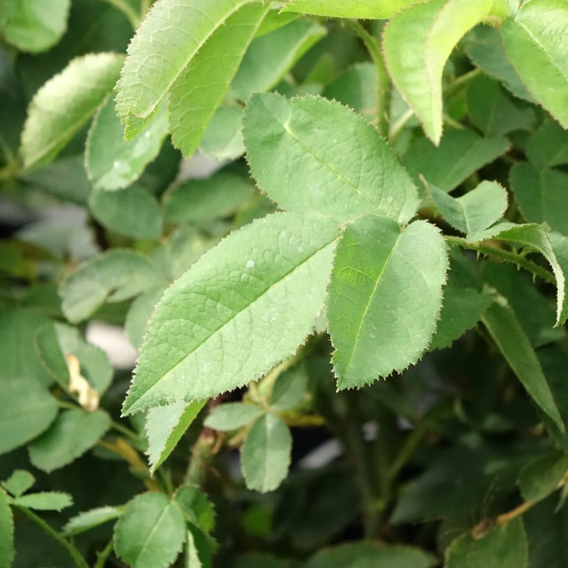 Rosa Portland Jacques Cartier - Historische Rose (Foliage)