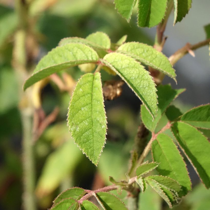 Rosa gallica Jenny Duval - Essig-Rose (Laub)