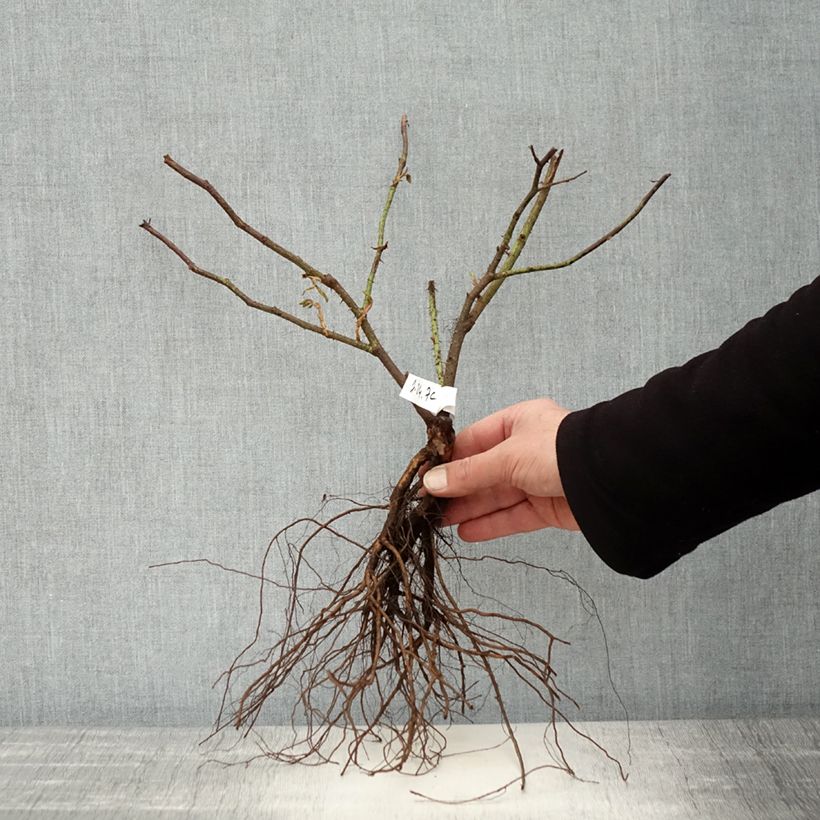 Example of Rosa Trigintipetala - Historische Rose Wurzelnackt as you get in hiver