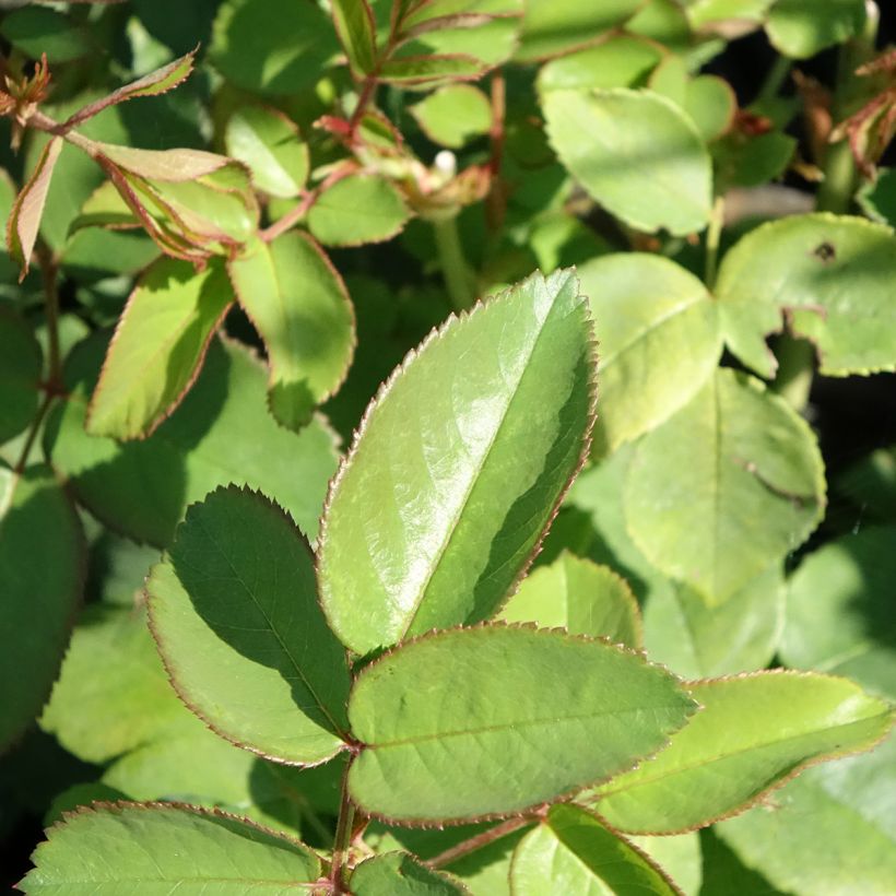 Rosa La Reine Victoria - Historische Rose (Laub)