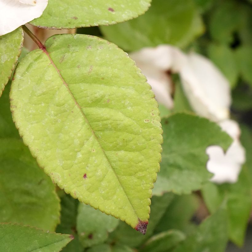 Rosa Madame Ernest Calvat - Historische Rose (Laub)