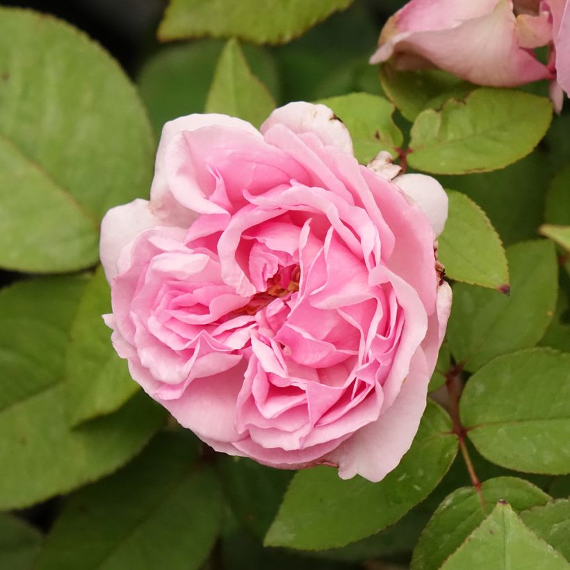 Rosa Madame Ernest Calvat - Historische Rose (Blüte)