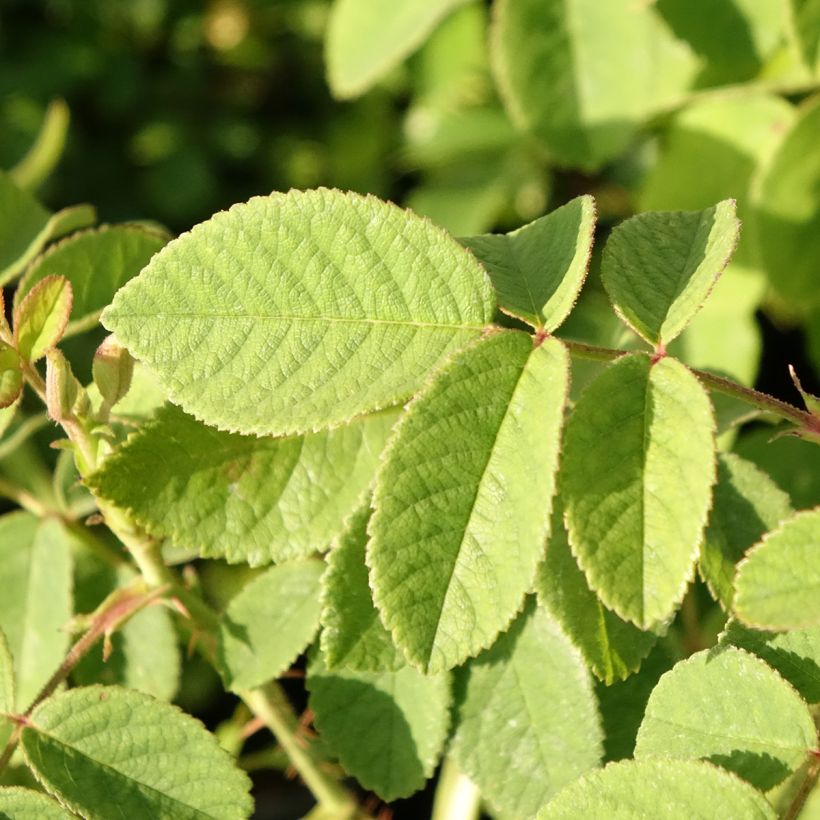 Rosa Mme Hardy - Zentifolie Rose (Laub)