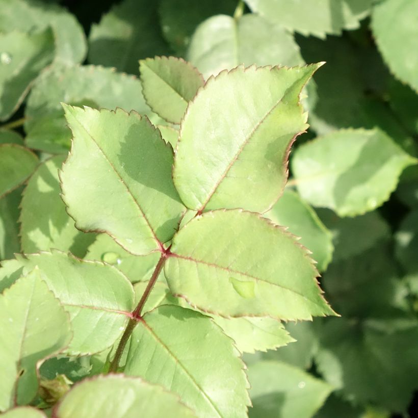 Rosa Mme Issac Pereire - Historische Rose (Laub)