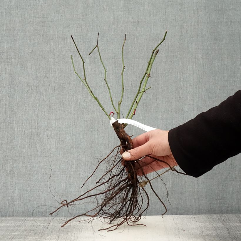 Example of Rosa moschata Mozart - Moschus-Rose Wurzelnackt as you get in hiver