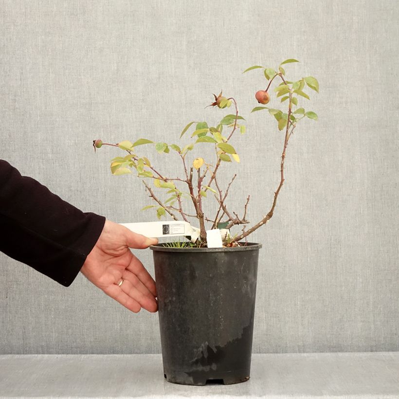 Exemplar von Rosa Mrs Oakley Fisher - Historische Rose Topf mit 4L/5L wie im Herbst geliefert