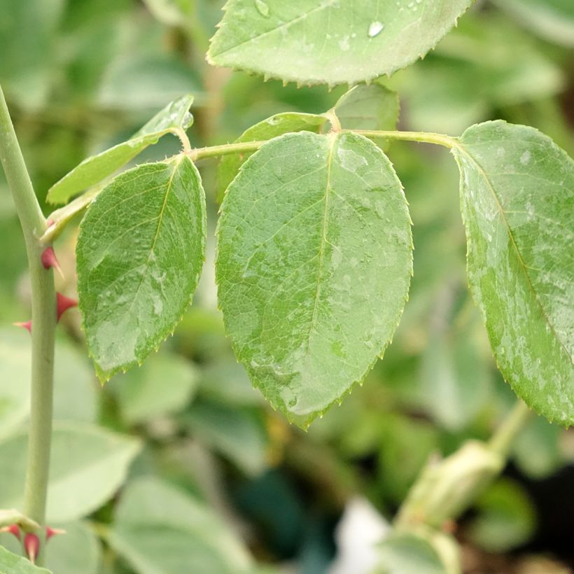 Rosa Mrs Oakley Fisher - Historische Rose (Laub)