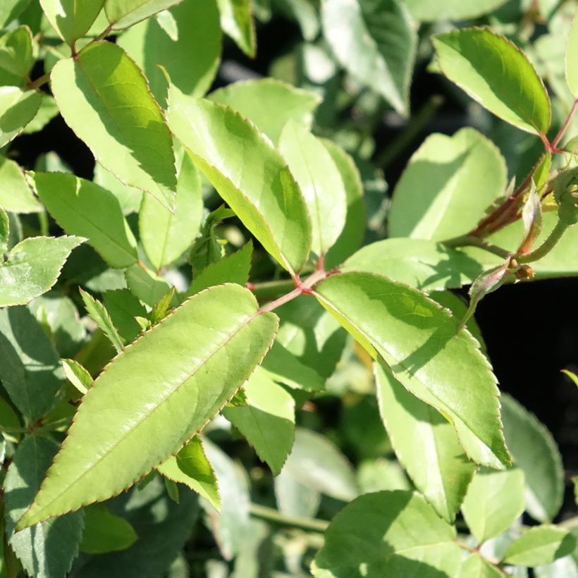 Rosa chinensis Old Blush - Historische Rose (Laub)