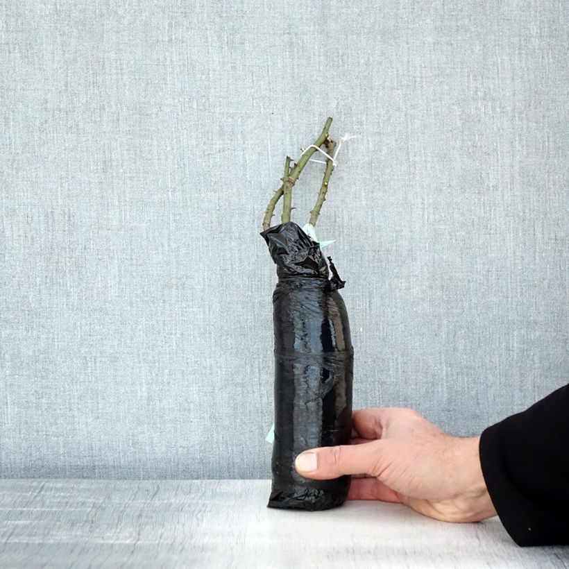 Example of Rosa moschata Pénélope - Moschus-Rose Wurzelnackt in Beutel as you get in hiver