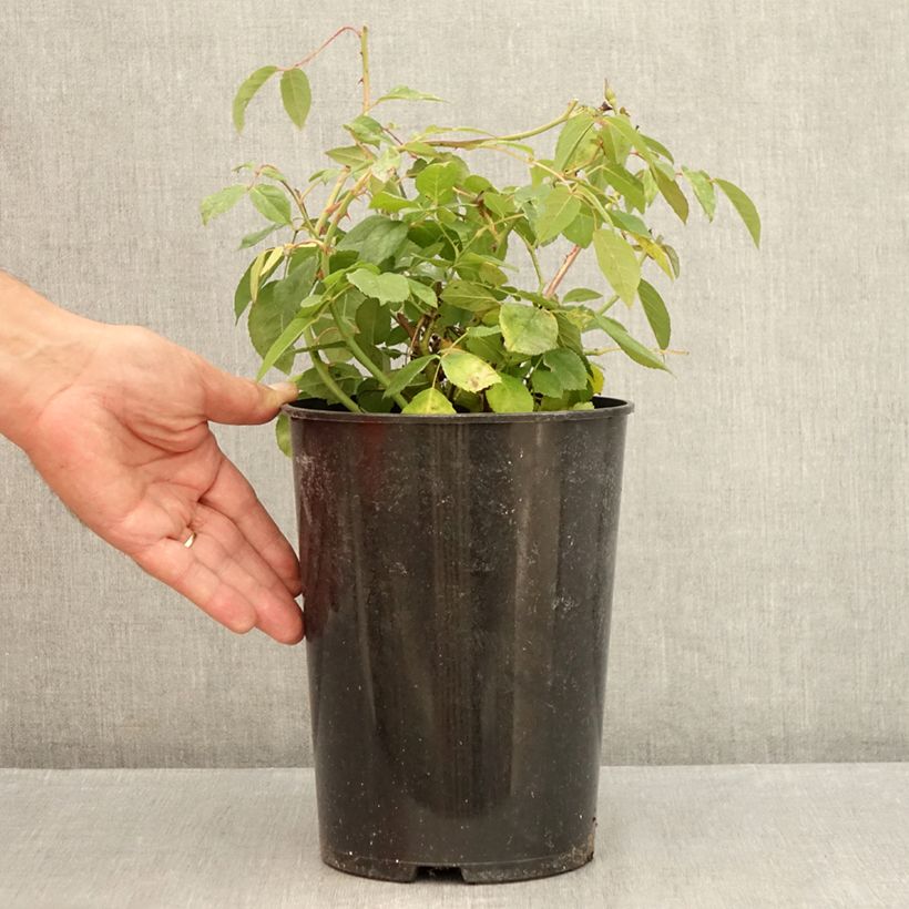 Example of Rosa Perle d'or - Historische Rose Topf mit 4L/5L as you get in ete