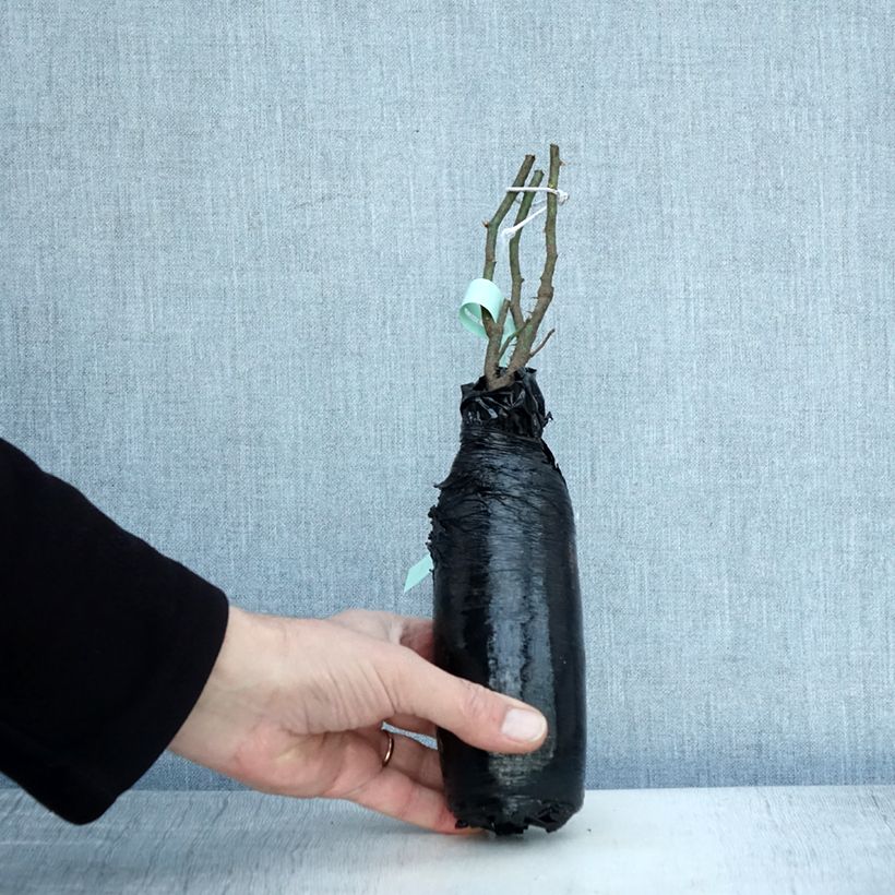 Exemplar von Rosa Raubritter - Historische Rose Wurzelnackt in Beutel wie im Winter geliefert