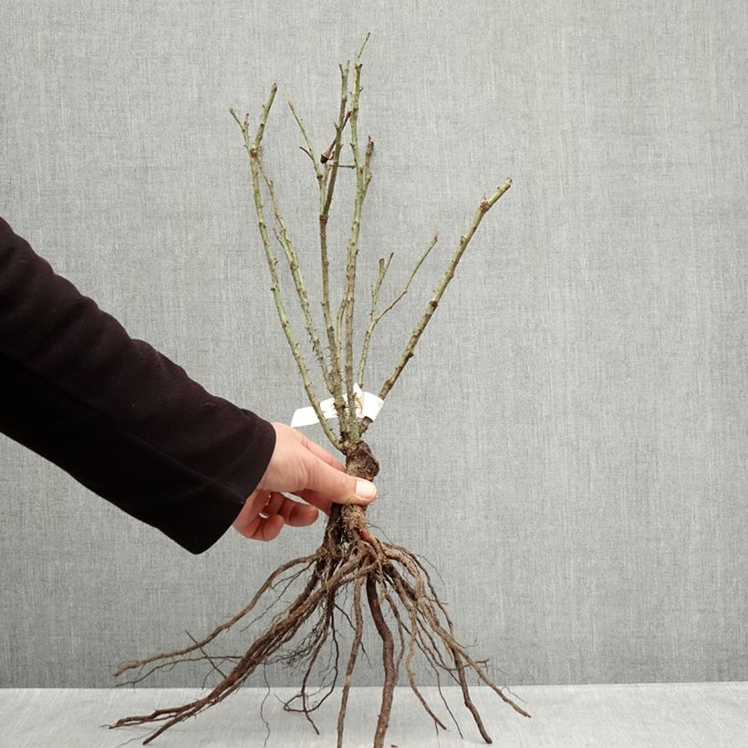 Example of Rosa Rose de Rescht - Historische Rose Wurzelnackt as you get in hiver