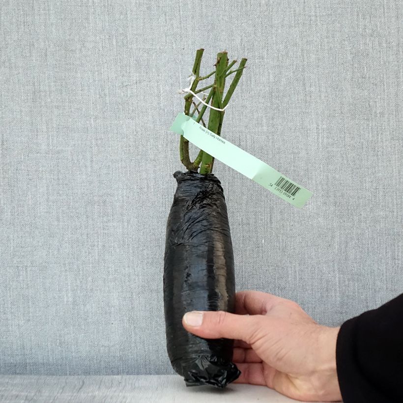 Exemplar von Rosa Sally Holmes - Moderne Hybrid-Rose Wurzelnackt in Beutel wie im Winter geliefert