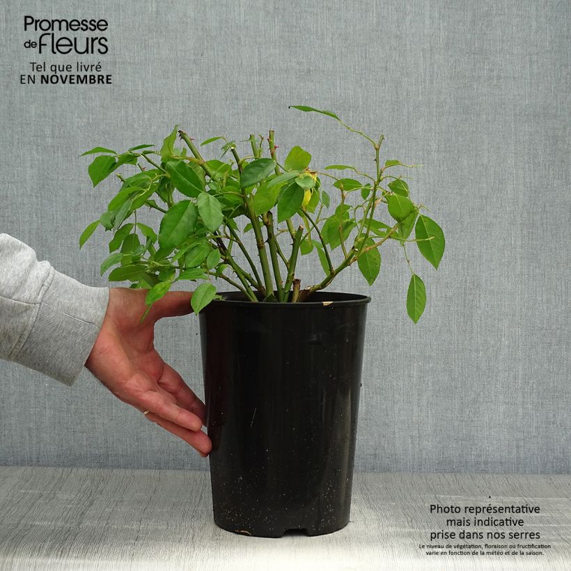 Exemplar von Rosa Sally Holmes - Moderne Hybrid-Rose Topf mit 3L/4L wie im Herbst geliefert