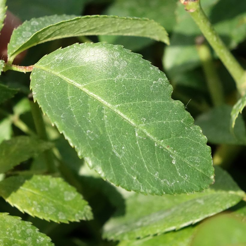Rosa Sally Holmes - Moderne Hybrid-Rose (Laub)