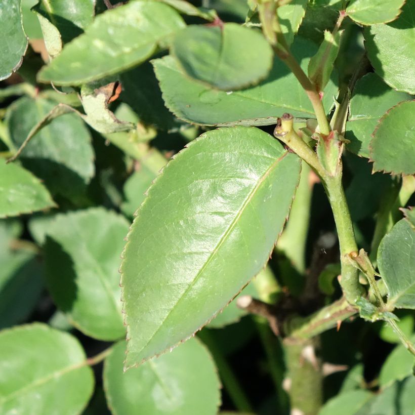 Rosa Souvenir de la Malmaison - Historische Rose (Laub)