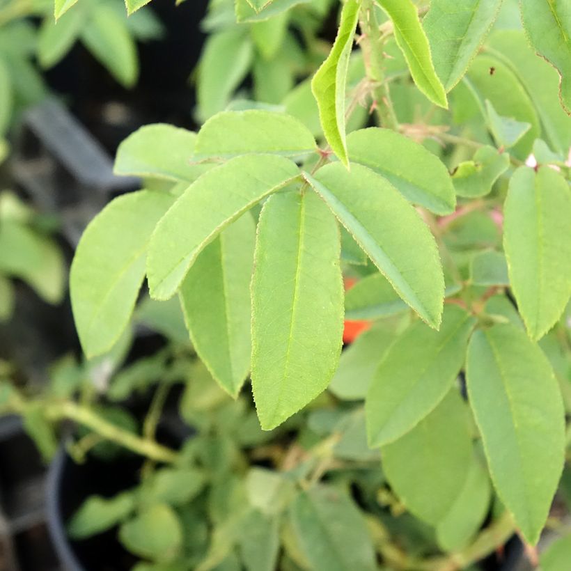 Rosa Variegata di Bologna - Historische Rose (Laub)