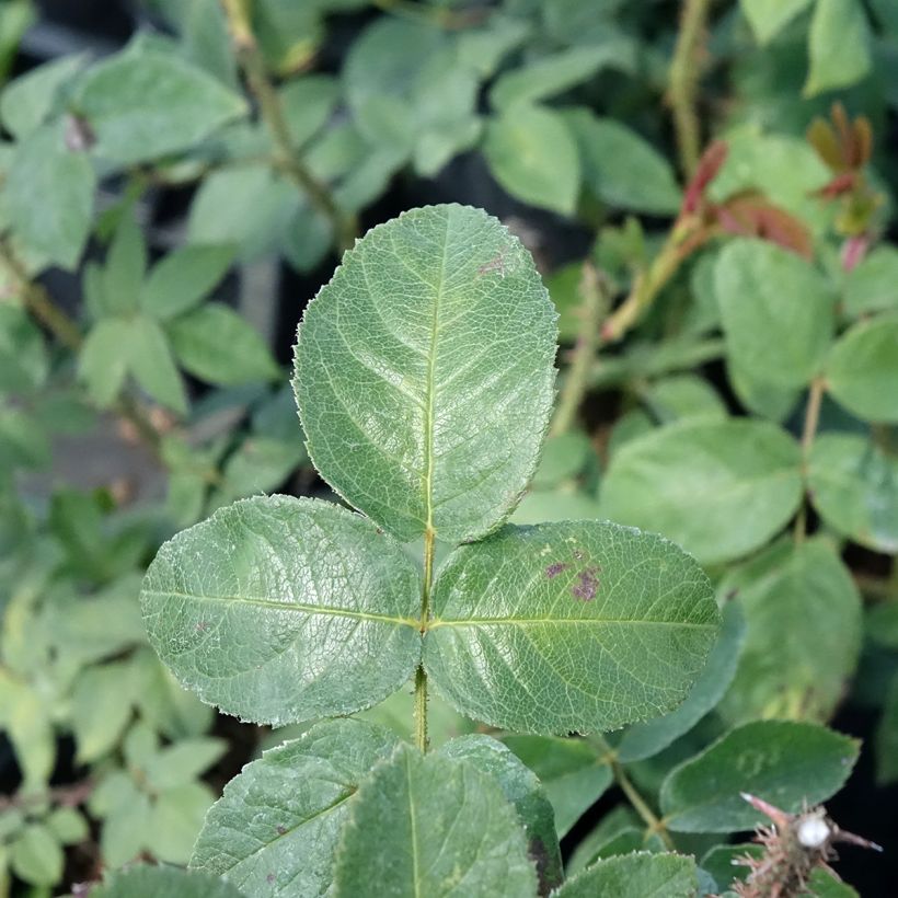 Rosa Centifolia Muscosa William Lobb - Zentifolie (Foliage)