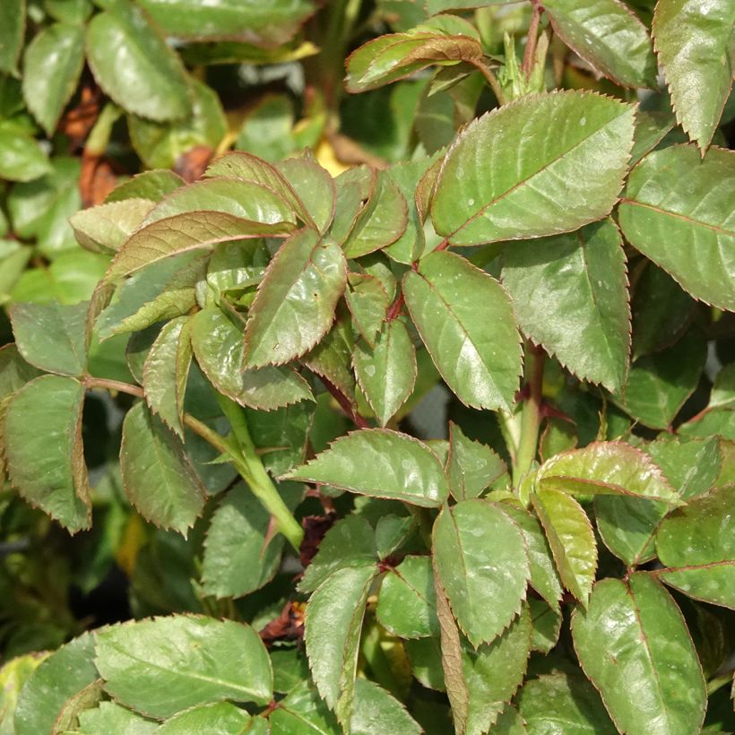 Rosa Hamlet Harfervour - Englische Rose (Laub)