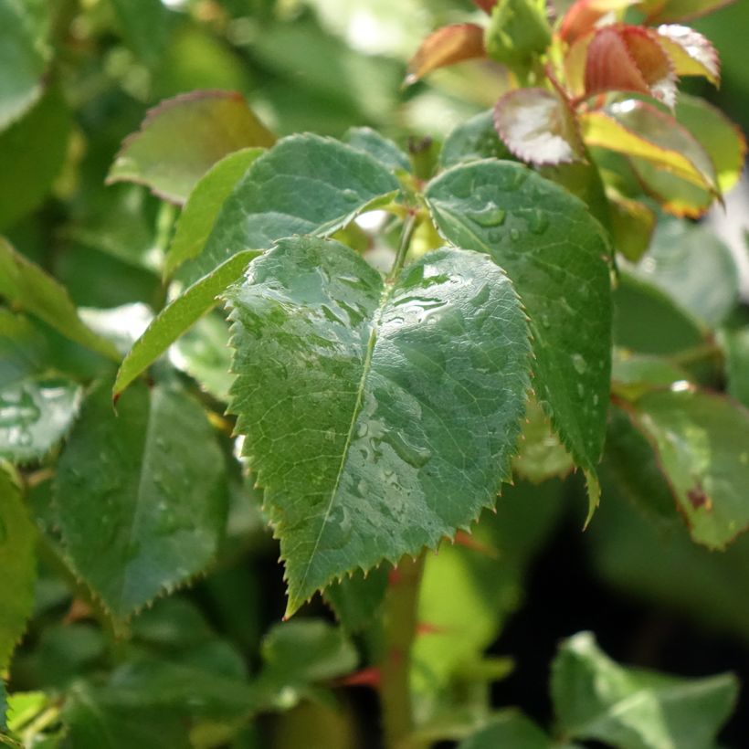 Rosa English Legend Hyde Park - Englische Rose (Laub)