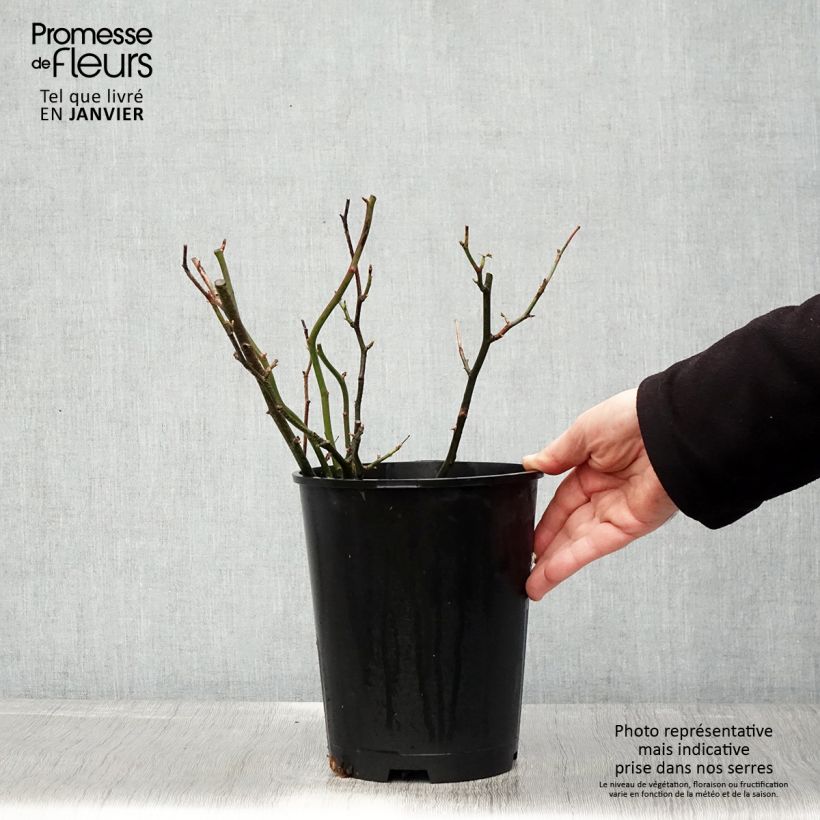 Exemplar von Rosier anglais English Legend Hyde Park Pot de 4L/5L wie im Winter geliefert