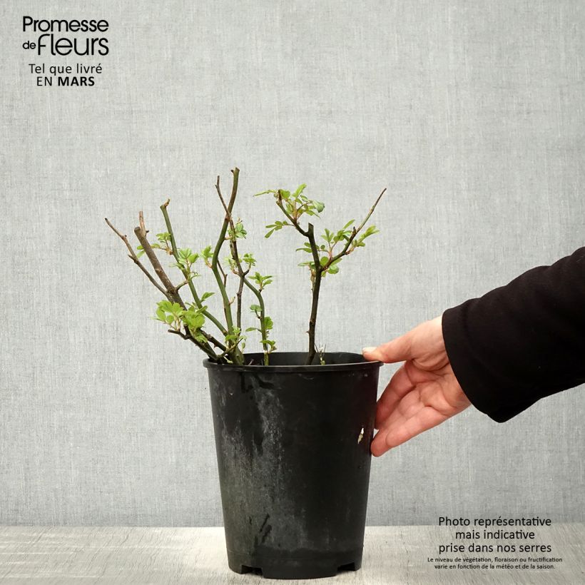 Exemplar von Rosa English Legend Hyde Park - Englische Rose Topf mit 4L/5L wie im Frühjahr geliefert