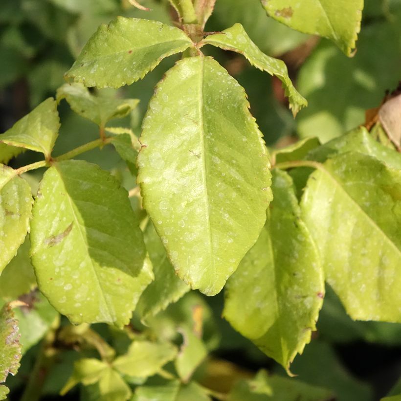 Rosa English Legend Sir Lancelot - Englische Rose (Laub)