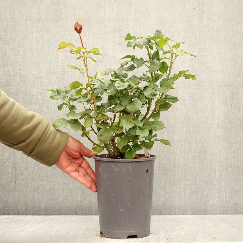 Exemplar von Rosa English Legend Sir Lancelot - Englische Rose Topf mit 4L/5L wie im Frühjahr geliefert