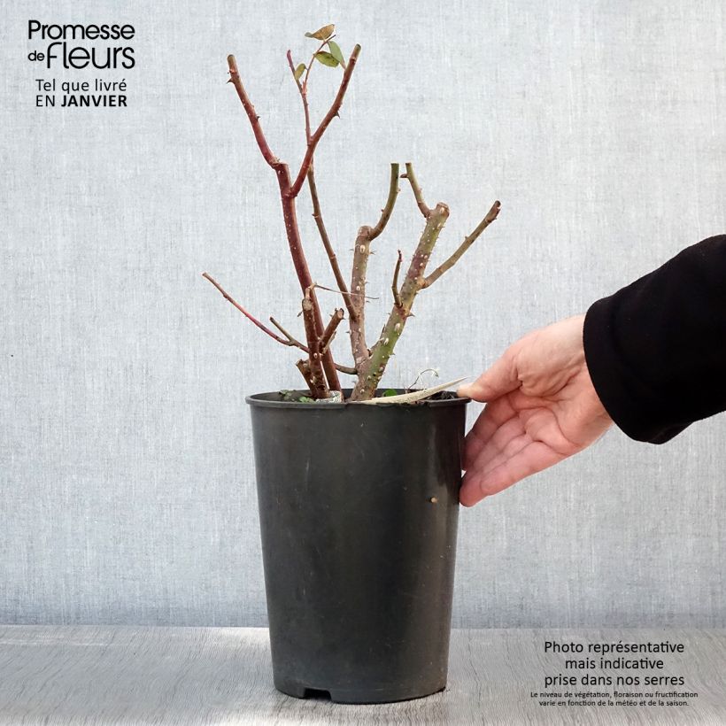 Exemplar von Rosier anglais Eustacia Vye (syn. Sts Francis and Claire) Pot de 4L/5L wie im Winter geliefert