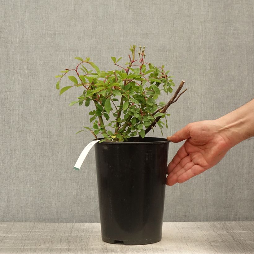 Example of Rosa moschata Alden Biesen - Moschus-Rose Topf mit 4L/5L as you get in printemps